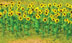 JTT Scenery Products Sunflowers 1in. (2.5cm) Tall (Pack of 16)