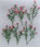 JTT Scenery Products Rose Bushes (Pack of 6) (O Scale)