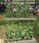 Walthers SceneMaster Cucumber and Tomato Plants