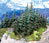 Grand Central Gems Inc. Lodgepole Pine Trees - Large, 10-11in. Tall (Pack of 2)