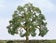 JTT Scenery Products Professional Series Live Oak Trees - 3in. (7.6cm) Tall (Pack of 2)