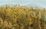 JTT Scenery Products Wheat Stalks - 2in. Tall (Pack of 40) (O Scale)