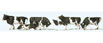 Preiser Kg Black and White Cows (Pack of 6)