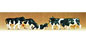 Preiser Kg Cows