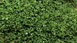 Scenic Express SuperLeaf Scale Model Leaf Flake - Medium Green (16oz Shake)