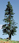 Timberline Scenery Co. Pine Trees - Deep Woods Green (4in. - 6in. Tall)