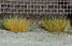 Walthers SceneMaster Botanicals™ Grass Tufts - Fall