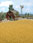 Walthers SceneMaster Summer Corn Field (Brown/Golden)