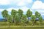 Walthers SceneMaster Spring Trees, 1.625 to 4 in. (4cm to 10cm) Tall - (Pack of 10)