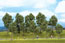 Walthers SceneMaster Summer Trees, 1.625 to 4 in. (4cm to 10cm) Tall - (Pack of 10)