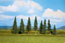 Walthers SceneMaster Pine Trees, 3.375 to 5.5 in. (8.5cm to 14cm) Tall - (Pack of 10)