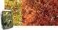 Click to See